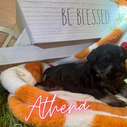 Miniature Schnauzer Puppies from Dixieland Miniature Schnauzers