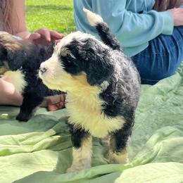 Freedom - Tri-color female Bernedoodle puppy in Kansas City, Missouri from Beary GoldenDoodles
