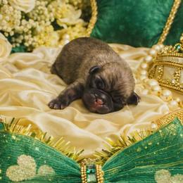 Apricot Boy - Fawn male Pug puppy in Tulsa, Oklahoma from Locust Creek Pugs