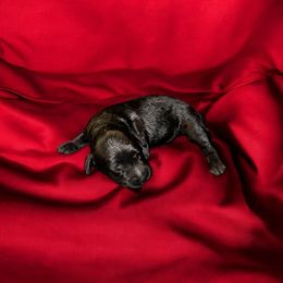 Goldendoodle Puppies from Diverse Nurturing Affectionate Doodle Kennel