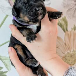 Rue - Phantom female Bernedoodle puppy in Beaumont, Texas from Joy's Dood Ranch