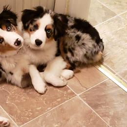 Miniature American Shepherds from Amazing Grace Miniature American Shepherds