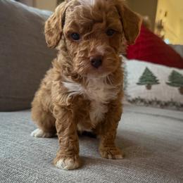 Nutmeg - Red male Bernedoodle puppy in Fort Wayne, Indiana from Crimson Curl Doodles