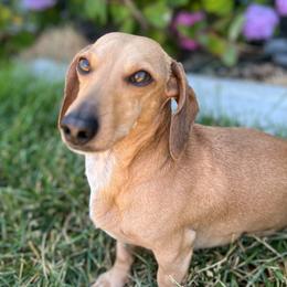 Dutton - Dachshund