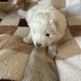 Mary - White female Samoyed puppy in Atkinson, Nebraska from Sandhills Samoyeds