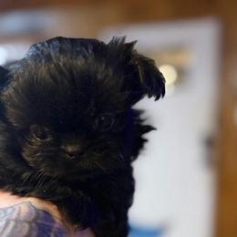 Ozzy - Black male Shih Tzu puppy in Running Springs, California from Amanda's Shih Tzus
