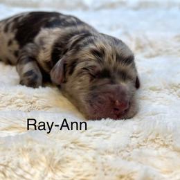 Ray-Ann - Merle female Goldendoodle puppy in New Ringgold, Pennsylvania from Hawk Mountain Doodles