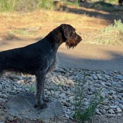 Rose - German Wirehaired Pointer