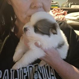 Rocko - Tri-colored female Pomeranian puppy in Benbrook, Texas from J & B Pomeranians/Pomsky's L.L.C
