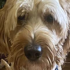 Rosie - Australian Labradoodle