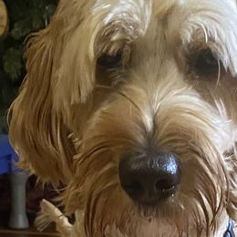 Rosie - Australian Labradoodle