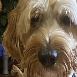 Rosie - Australian Labradoodle