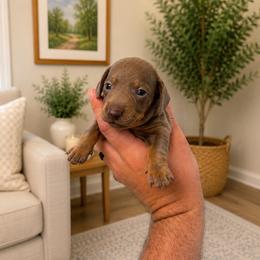 Trooper 2800 - Fawn (isabella) and tan male Dachshund puppy in Indian Trail, North Carolina from Hilda’s Teenie Weenies