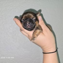 Matty - Chocolate and tan male Shih Tzu puppy in Cabot, Arkansas from Borderland's Kennel