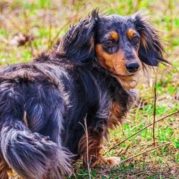 Dachshunds from Small Town Doxies