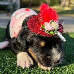 Bernedoodle Puppies from Bernedoodle Love