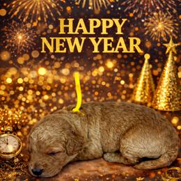 Peppermint - Apricot female Goldendoodle puppy in Houston, Texas from Golden Life Doodles