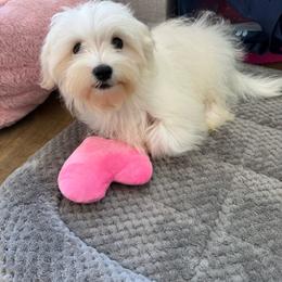 Paris - Maltese