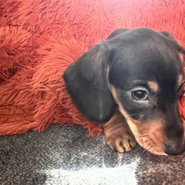 Dachshund Puppies from Boise Best Mini Dachshunds