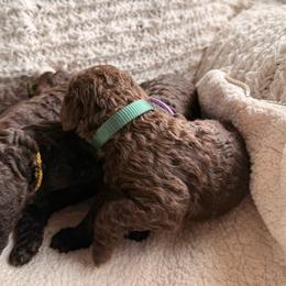 Green - Chocolate male Labradoodle puppy in Chula Vista, California from Coastal Cocoa Labradoodle