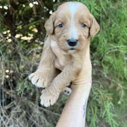 Brown - Red  male Goldendoodle puppy in Richmond, Kentucky from The Doting Doodle