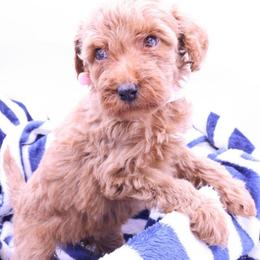 Light Pink - Apricot female Labradoodle puppy in Lexington Park, Maryland from SUNNY SIDE DOODLES