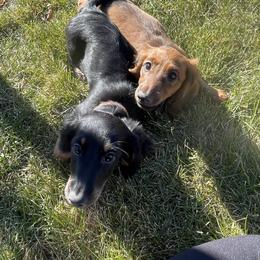 Cavalier King Charles Spaniel and Dachshund Puppies from Cavalier Companions CO.