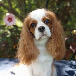 Violet - Cavalier King Charles Spaniel