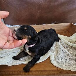 Jubilee - Tri-color female Bernedoodle puppy in Decatur, Georgia from So Adoodable