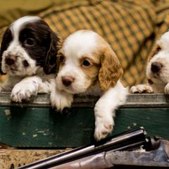 English Cocker Spaniels from SunSage Sporting Dogs