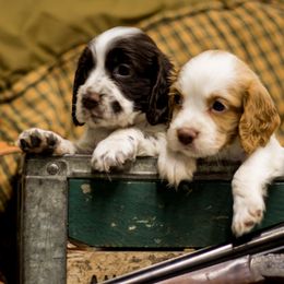 English Cocker Spaniels from SunSage Sporting Dogs