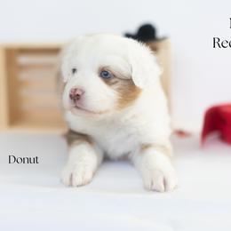 Donut - Red merle male Miniature Australian Shepherd puppy in Wooster, Ohio from Kari's Mini Aussies