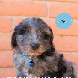 Aussiedoodle and Goldendoodle Puppies from Ever After Doodles Arizona