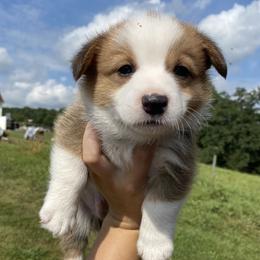 Pembroke Welsh Corgis from Corgi Love (CLJ Corgis)