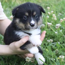 ⚡️ Lightning ⚡️ - Black and tan male Pembroke Welsh Corgi puppy in Fayetteville, Arkansas from Intergalactic Corgis