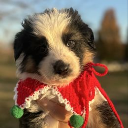 Female panda - Panda female German Shepherd puppy in Lordstown, Ohio from Jewels German Shepherd