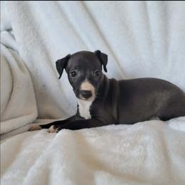 Boy 2 - Seal male Italian Greyhound puppy in Monticello, Florida from Lebeck Acres