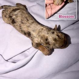 Blossom - Merle female Cockapoo puppy in Connersville, Indiana from MoonShine Babies