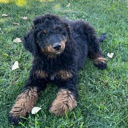 George ( Washington) - Phantom male Bernedoodle puppy in Caldwell, Idaho from Treasure Valley Poodles