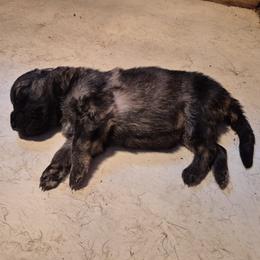 Girl 3 - Sable female German Shepherd puppy in Lake George, Colorado from High Country German Shepherds