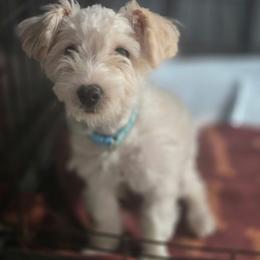Snowball - White male Yorkipoo puppy in Conyers, Georgia from Furrever Puppy Co.