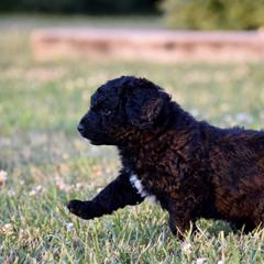 Saint Berdoodle Puppies from Highland Ridge Doodles