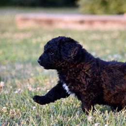 Saint Berdoodle Puppies from Highland Ridge Doodles