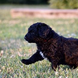 Saint Berdoodle Puppies from Highland Ridge Doodles