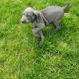 Weimaraner Puppies from Miller's Weimaraners