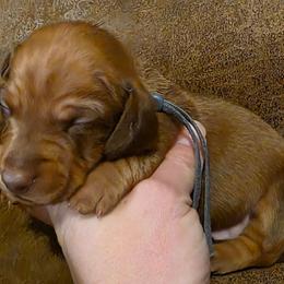 Blue Collar Male - Fawn (isabella) and cream male Dachshund puppy in Otto, North Carolina from Windy Ridge Dachshunds