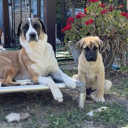 Anatolian Shepherd Dog Puppies from Fiddler’s Dream Anatolians