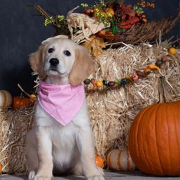 Pink - Golden female Golden Retriever puppy in Donnelly, Idaho from Valley County Goldens
