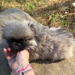 AKC Kayla - Gray sable female Pekingese puppy in Cumming, Georgia from Imperial Pekingese