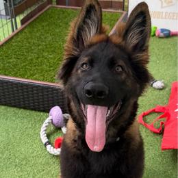 Tiger - Sable male German Shepherd puppy in Hollis Center, Maine from Noble German Shepherds of Maine